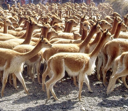 vicuñas camelidos